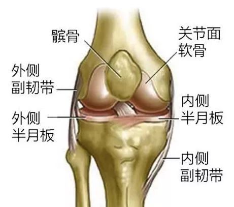 运动员半月板损伤_半月板损伤训练动作_损伤员半月板运动会疼吗